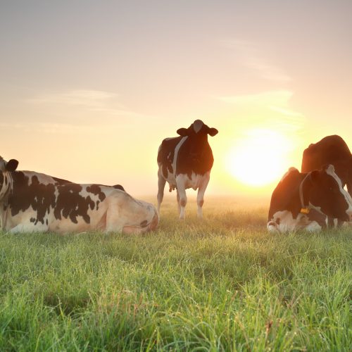 Koeien in de wei met zonsondergang