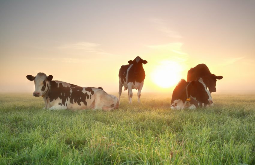 Koeien in de wei met zonsondergang