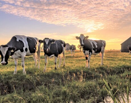 Koeien in de wei in de zonsondergang