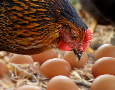 Kip en eieren in hooi